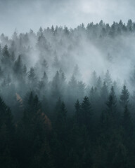 Wald mit Nebel