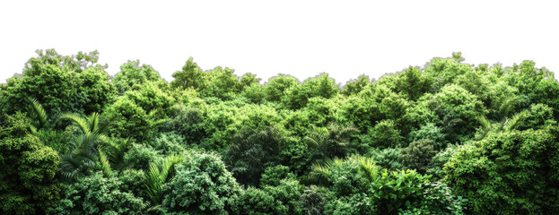 Dense green forest with various types of trees