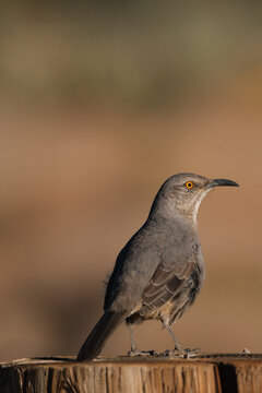Curve billed thrasher bird sitting on a wooden post