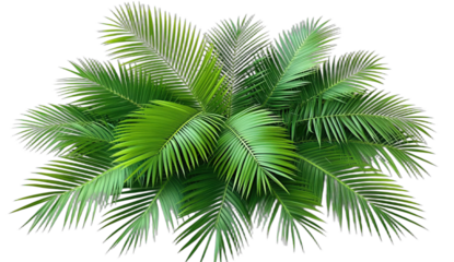 Vibrant green palm leaves creating a lush tropical appearance