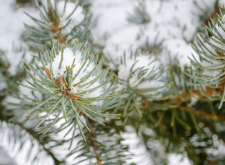 A branch with pine needles with a little snow