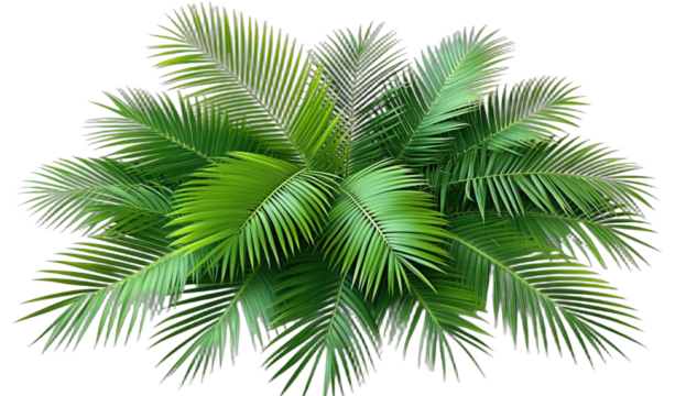 Vibrant green palm leaves creating a lush tropical appearance