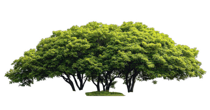 A lush green tree with dense foliage providing shade