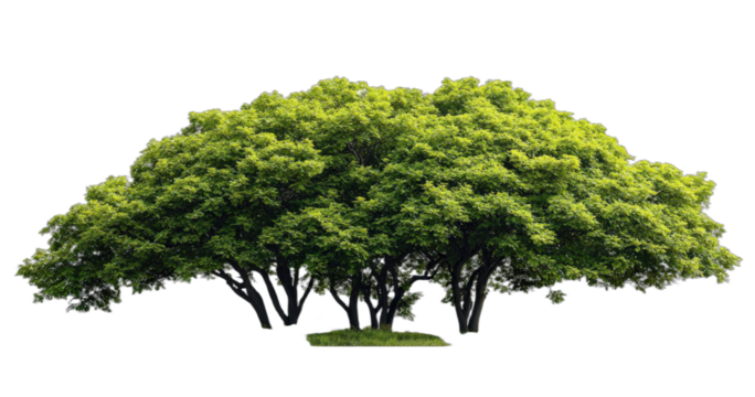 A lush green tree with dense foliage providing shade