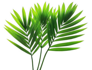 Green palm leaves with vibrant and fresh appearance