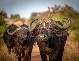 Naklejka premium Two African buffalo gaze directly at the camera on a dusty path