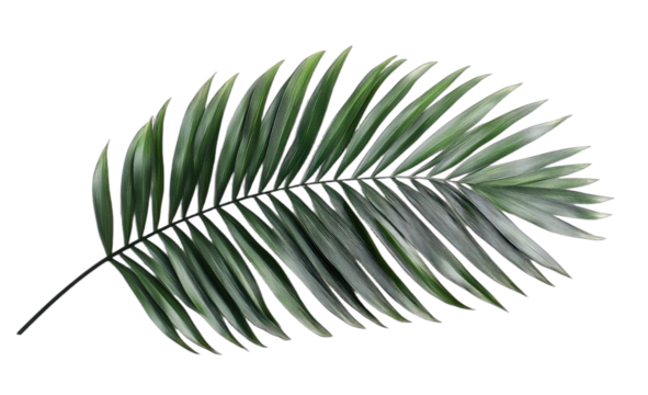 Single palm leaf with long slender green fronds in close-up view