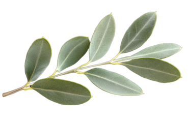 Close-up of fresh olive tree leaves with vibrant green color