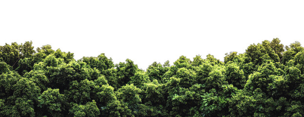 Lush green trees forming a dense forest canopy under clear sky