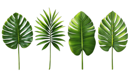 Four vibrant tropical green leaves for nature and plant themes