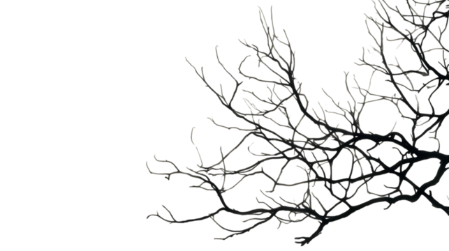 Intricate network of bare tree branches silhouetted against a deep black night sky creating a stark and moody abstract natural pattern