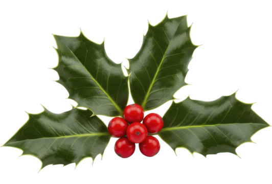 Green Holly Leaves with Red Berries on a Transparent Background PNG Image for Festive Winter Holiday Decorations