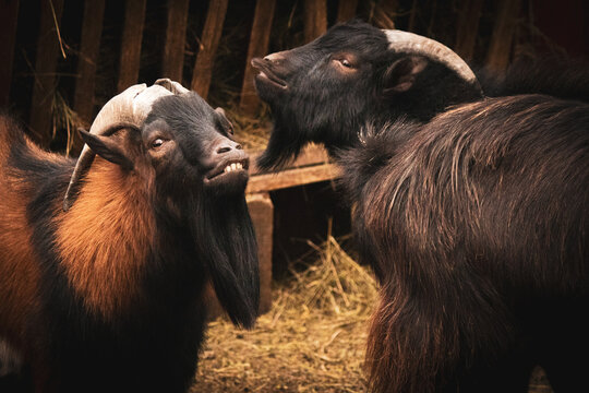 Two goats interacting in a farm setting