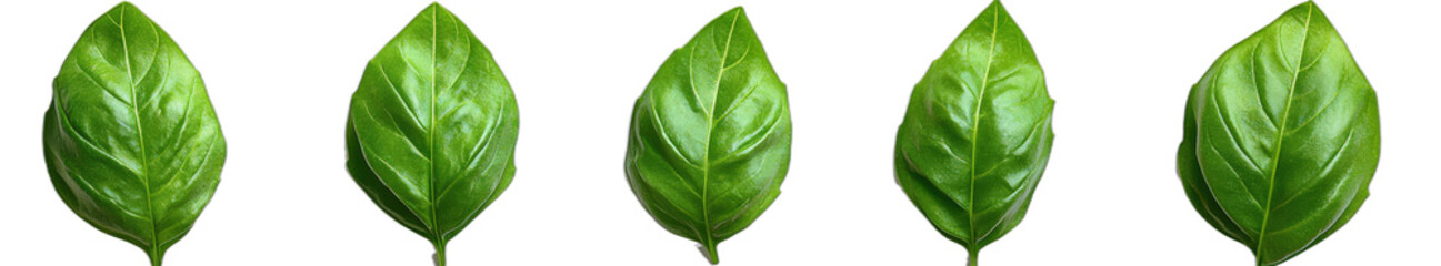 Obraz premium Close up of fresh green basil leaves in a row