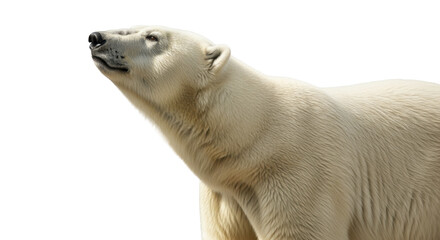 Fototapeta premium Majestic white Polar Bear head looking upwards on a transparent background PNG image