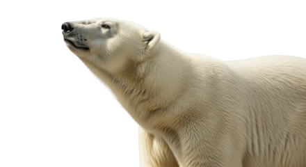 Majestic white Polar Bear head looking upwards on a transparent background PNG image