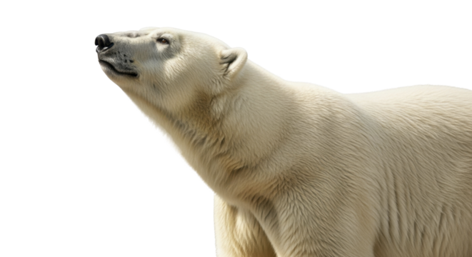 Majestic white Polar Bear head looking upwards on a transparent background PNG image