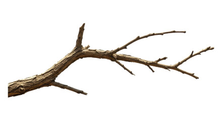 Bare weathered tree branch with rough bark texture on a transparent background, PNG image, PNG file