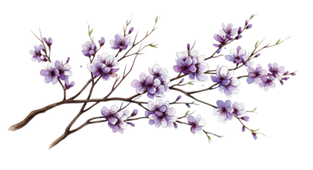  Watercolor cherry blossom branch with delicate purple flowers on a transparent background PNG image