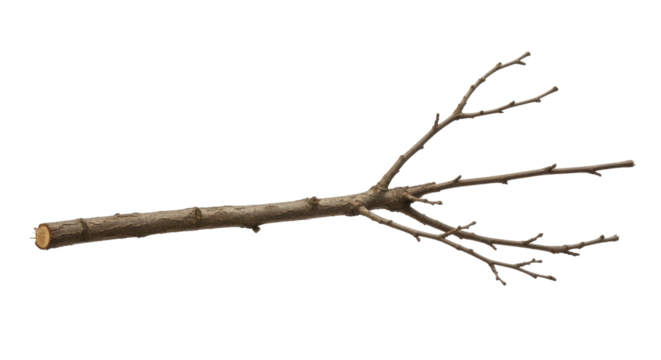 Bare deciduous tree branch with multiple twigs isolated on a transparent background PNG file