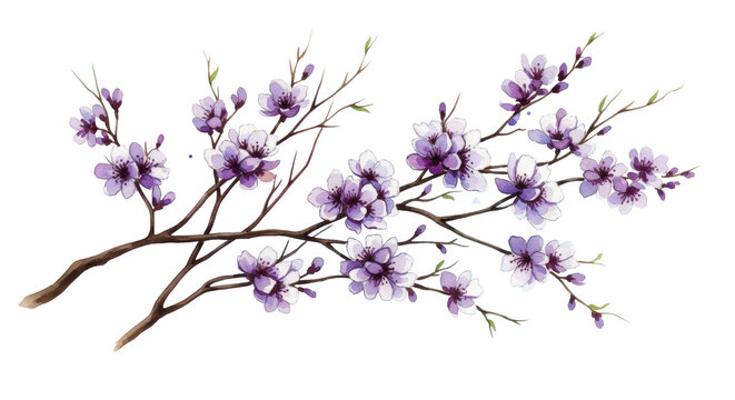  Watercolor cherry blossom branch with delicate purple flowers on a transparent background PNG image - Powered by Adobe