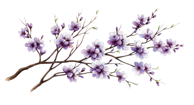  Watercolor cherry blossom branch with delicate purple flowers on a transparent background PNG image