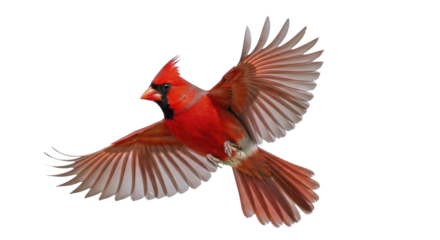 Vibrant Red Northern Cardinal Bird Flying with Spread Wings on a Transparent Background PNG File