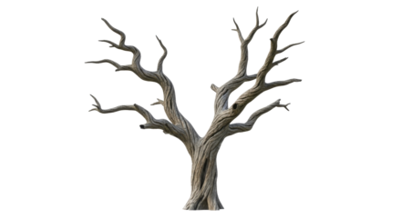 A leafless weathered tree with gnarled twisted branches on a transparent background, isolated PNG image, PNG file