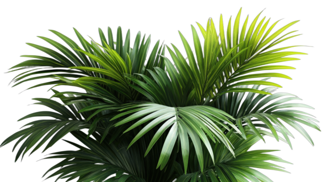 Green palm plant with long and slender leaves in close-up view