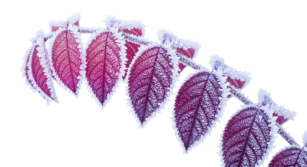 Frosted red winter leaves on branch covered in ice crystals on a transparent background PNG image