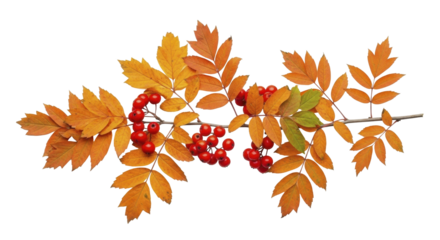 Vibrant Autumn Rowan Leaves and Red Berries on Branch on a transparent background, PNG image, PNG file
