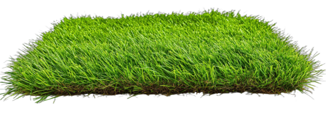 Green lush grass field with dense vegetation