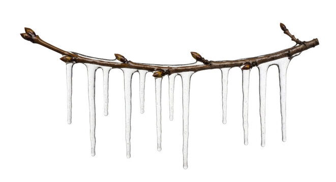 Bare tree branch with frozen icicles and winter buds on a transparent background PNG image - Powered by Adobe