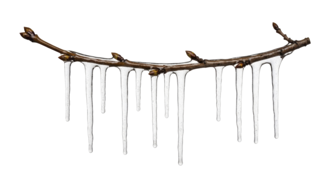 Bare tree branch with frozen icicles and winter buds on a transparent background PNG image