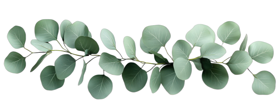 Eucalyptus branch with green leaves for natural decoration