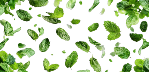 Green fresh mint leaves floating in the air