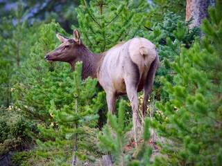 Elk in the forest 
