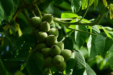 豊作の初夏のクルミ