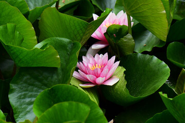 公園のピンクのスイレン