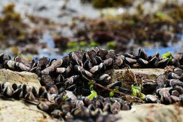 夏の磯のムラサキイガイ