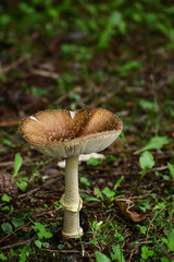 上に反ったテングタケ