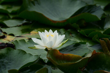 夏の白いスイレン