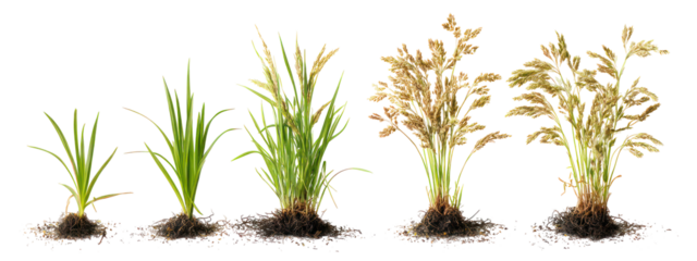 Growth stages of rice plants isolated on transparent background