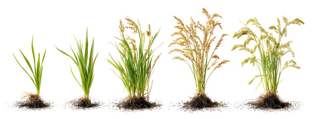 Stages of oat plant growth isolated on transparent background