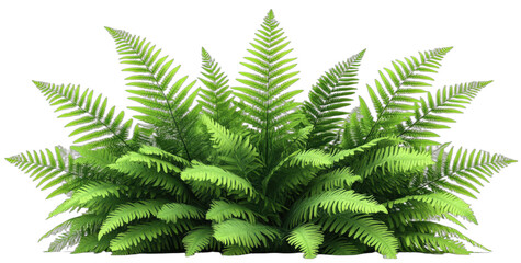 Vibrant green fern plant with delicate leaf structures