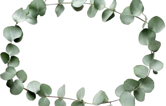 Eucalyptus leaves forming a circular frame for nature inspired design