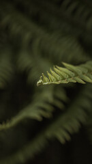 green fern leaf