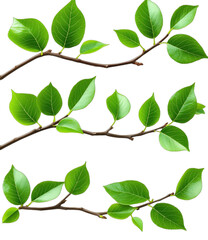 Naklejka premium Fresh green leaves on branches showing natural plant elements
