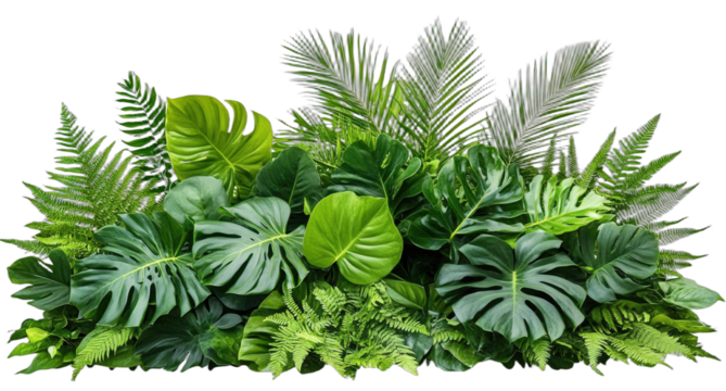 A lush arrangement of various tropical green plants