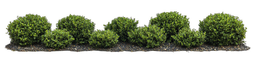 Obraz premium Row of well-maintained green bushes in a garden setting